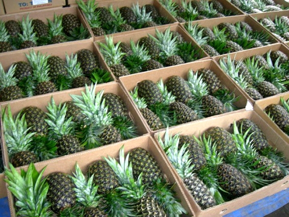 6 fruits per carton